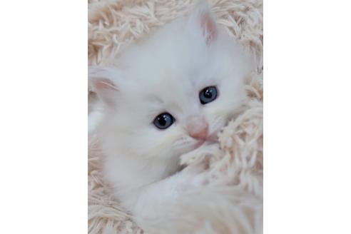 成約済の埼玉県のサイベリアン-20337の1枚目